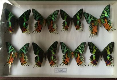 null Ensemble de 8 lépidoptères Urania riphaeus (NR), provenance Madagascar