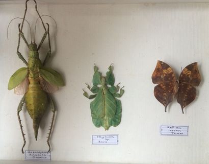 null Ensemble comprenant 3 spécimens dont Heteropteryx dilatata (Malaisie), Phyllium...
