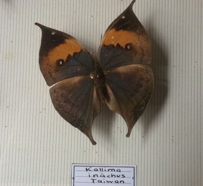 null Ensemble de 8 lépidoptères Kalim inachus (Taïwan) ou papillon feuille (NR)