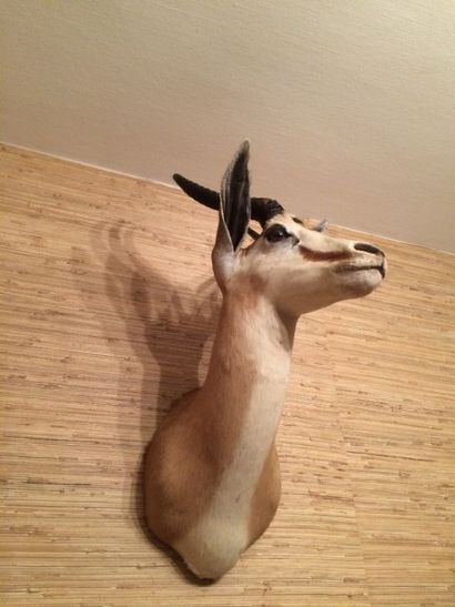 Antilope Springbok (CH) : tête en cape, belle...