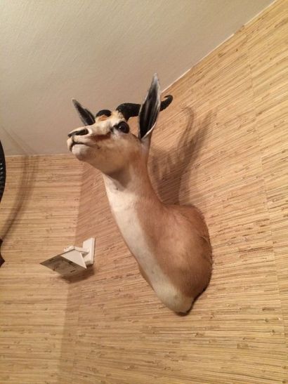 null Antilope Springbok (CH) : tête en cape, belle pièce décorative