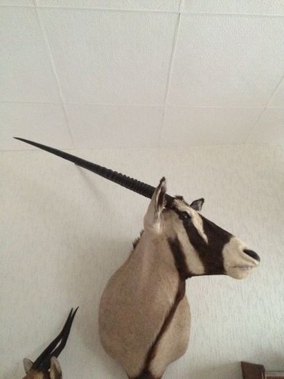 null Oryx gemsbok (CH) : tête en cape, beaux coloris, très belle pièce décorativ...
