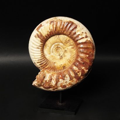 null Ammonite Perisphinctes de Madagascar. H. : 26cm 