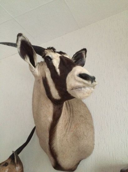 null Oryx gemsbok (Oryx gazella) (CH) : tête en cape, beaux coloris, très belle pièce...