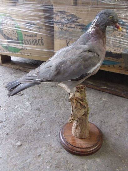 null Pigeon ramier (Columba palumbus) (CH) : spécimen présenté sur branche et socle...