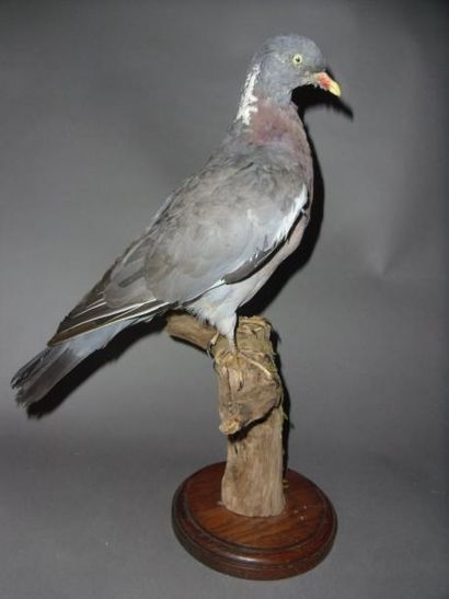 null Pigeon ramier (Columba palumbus) (CH) : spécimen présenté sur branche et so...