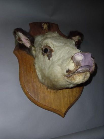 null Vache domestique (Bos taurus) (D) : tête montée sur écusson