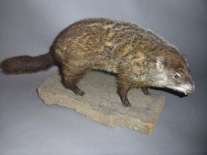 null Marmotte d'Amérique (NR) (Marmota monax) : spécimen ancien peu commun naturalisé...