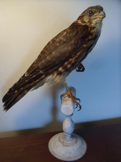 null Faucon émerillon (Falco columbarius) (II/A-CE) pré-convention : spécimen femelle...