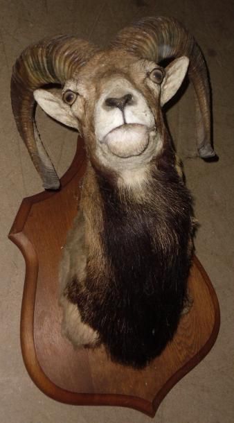 null Mouflon d'Europe (Ovis ammon) (CH) : tête naturalisée montée sur écusson avec...