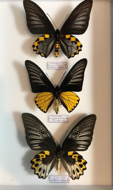 null Papillons Troïdes magellanus mâle, T.hypolytus couple

Cites Annexe II B