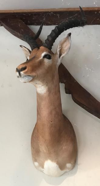 null Impala (Aepyceros melampus) (CH) : tête en cape