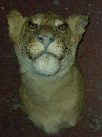 null Lion d'Afrique (Panthera leo) (II/B) pucé : belle naturalisation d'un spécimen...
