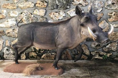 null Phacochère d'Afrique (Phacochoerus aethiopicus) (CH) : spécimen en entier en...