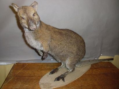 null Wallaby de Bennet (Macropus rufogriseus) (NR) : spécimen naturalisé en entier...