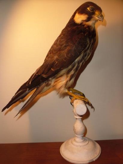 null Faucon hobereau (Falco subbuteo) (II/A-CE) pré-convention : spécimen naturalisé...