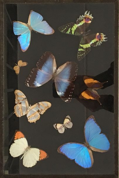 null Un cadre vitré comprenant différentes espèces de Lépidoptères diurnes exotiques...