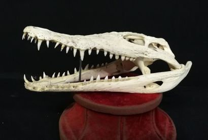 null Crâne de crocodile du Nil (Crocodilus niloticus) (II/B) 24 cm, spécimen sub-adulte...