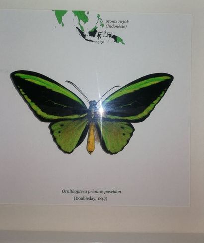 null Lépidoptère exotique diurne (Ornithoptera priamus poseidon) (II/B) : spécimen...