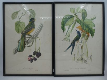 null Paire de lithographies en couleurs par CALLIER, "Oiseau Mouche Hirondelle" et...