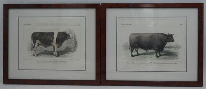 null Ensemble de quatre estampes figurant des vaches encadrées, 24,5 x 30 cm hors...