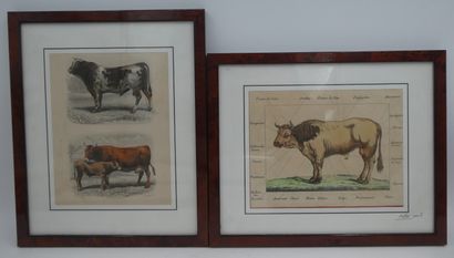 null Ensemble de quatre estampes figurant des vaches encadrées, 24,5 x 30 cm hors...