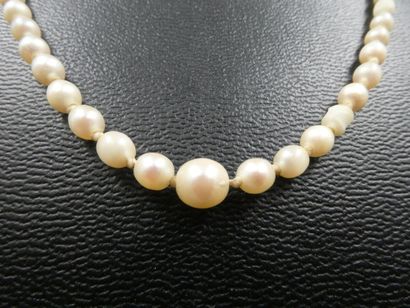 null Un collier de perles probablement fines en chute, fermoir et chaîne de sureté...