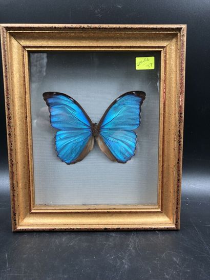 null Boite d'entomologiste contenant un spécimen de papillon, Morpho Menelaus (B...