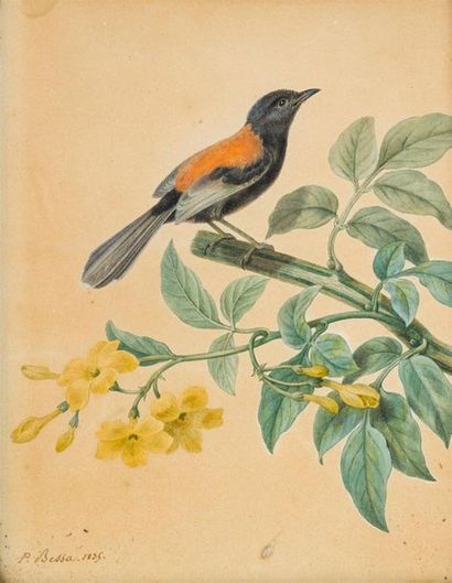 Pancrace BESSA (1772-1846)
Oiseau sur sa...