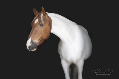 null GALION - Hongre - OC (1/2 sang arabe) - 4 ans - Pie alezan - Taille : 154 cm...