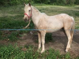 null BOO - Jument - PP CONNEMARA - 3 ans - Palomino - taille : D
(Commentaire de...