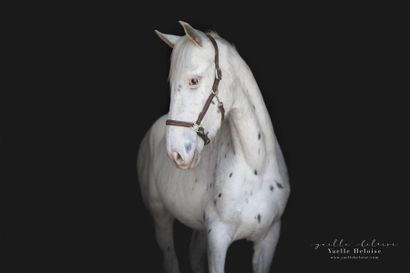 null HOCLAM - Hongre - OC - 3 ans - appaloosa - taille 156 cm
(Commentaire de l'éleveur...