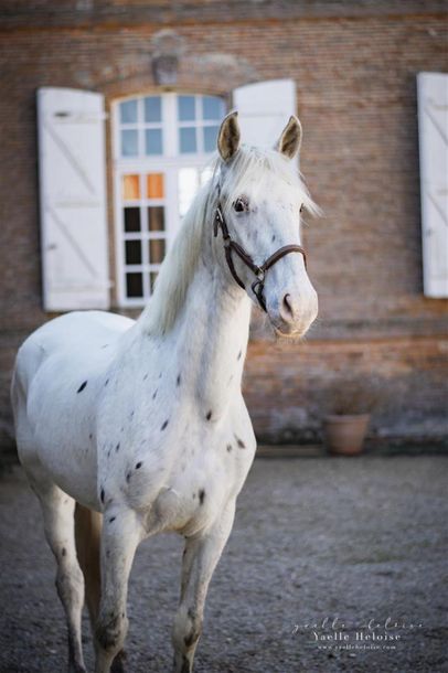 null HOCLAM - Hongre - OC - 3 ans - appaloosa - taille 156 cm
(Commentaire de l'éleveur...