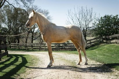 null IRON - Mâe - OC (1/2 sang arabe) - 2 ans - Palomino - Taille : 153 cm - 
(Commentaire...