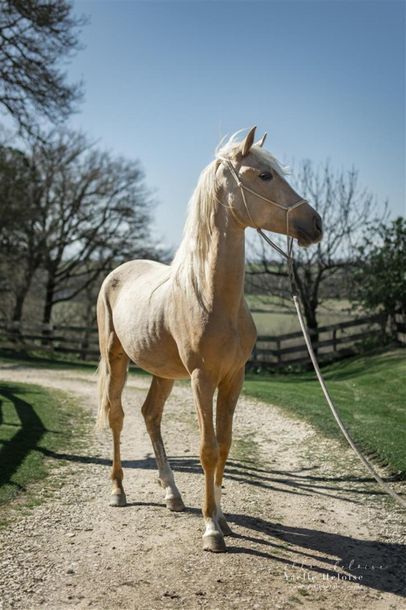null IRON - Mâe - OC (1/2 sang arabe) - 2 ans - Palomino - Taille : 153 cm - 
(Commentaire...