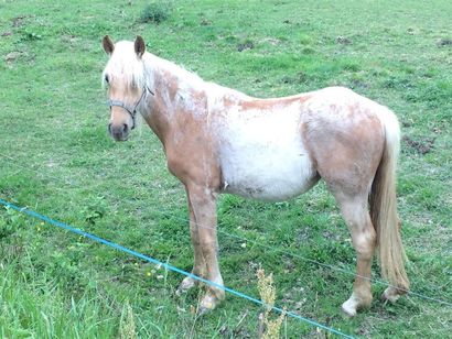 null ILIADE - Jument - ONC - 2 ans - Palomino - Taille : 148 cm 
(Commentaire de...