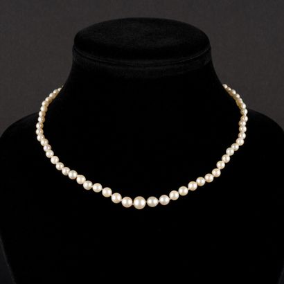 null Necklace of culture in fall, diam 3.2 to 7.5 mm approximately, clasp in gold....