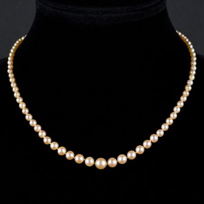 null Collier en chute composé de 118 perles fines et de 8 perles de culture 2.5 mm...