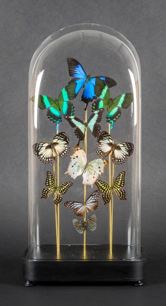 null Composition with 11 butterflies (various species such as Protogoniomorpho, papilio...