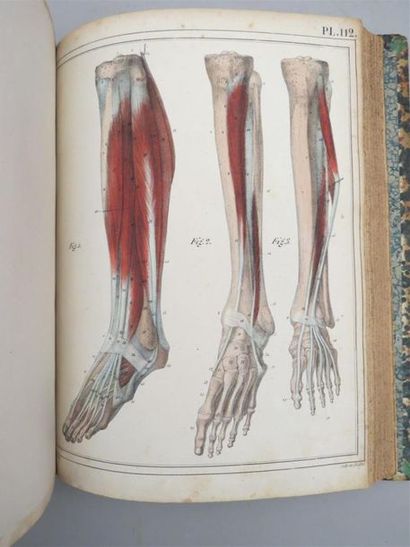 null [ANATOMIE]. CLOQUET (Jules). Manuel d'anatomie descriptive du corps humain représentée...
