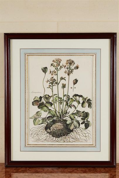 null Quatre planches de botanique aquarellées d'après "L'herbier du roi" dont "Fraxinella...