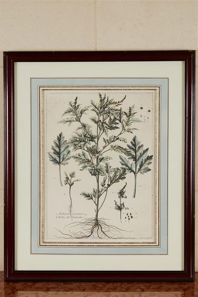 null Quatre planches de botanique aquarellées d'après "L'herbier du roi" dont "Fraxinella...