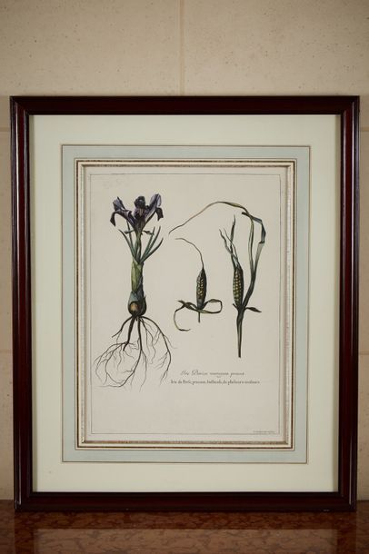 null Quatre planches de botanique en couleurs d'après "L'herbier du roi". 

"Iris...