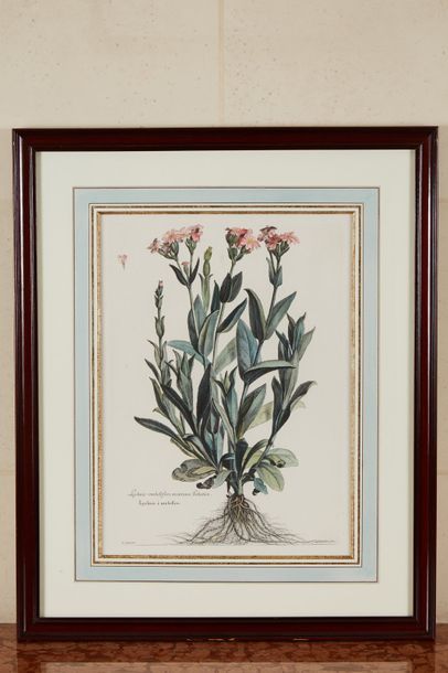 null Quatre planches de botanique aquarellées d'après "L'herbier du roi". 

"Morelle...