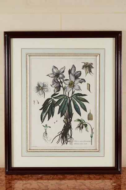 null Quatre planches de botanique aquarellées d'après "L'herbier du roi". 

Montage...
