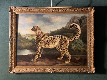 null 
D’après une école allemande du XVIIIe siècle Portrait d’un guépard sur fond...