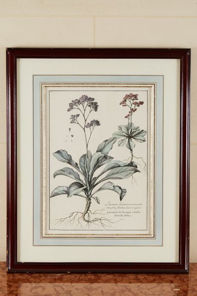 null Quatre planches de botaniques aquarellées d'après "L'herbier du roi". 

Montage...