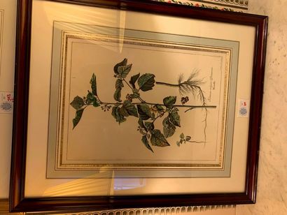null Cinq planches de botanique aquarellées d'après "L'herbier du roi" dont "Scabieuse...