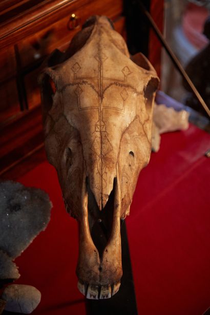 null Cheval domestique (Equus caballus domesticus). Important crâne de cheval gravé...