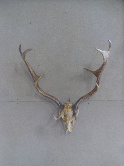 null Fallow deer (Dama dama) (CH): killing with lower mandible teeth